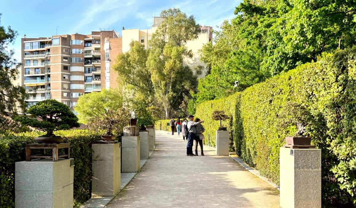 Collezione di bonsai sulla Terraza de los Laureles, la terrazza più alta del Real Jardín Botánico di Madrid
