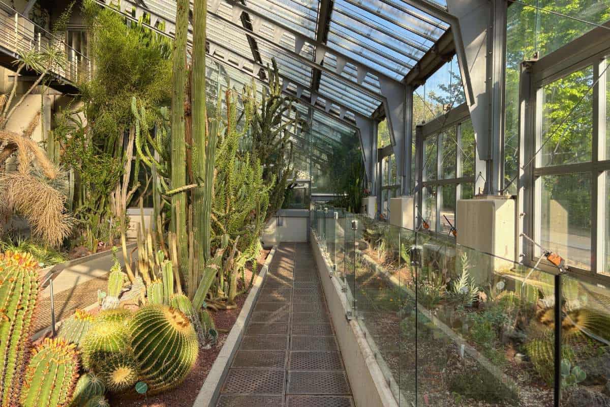 Piante tropicali all'interno di una delle serre del Real Jardín Botánico di Madrid