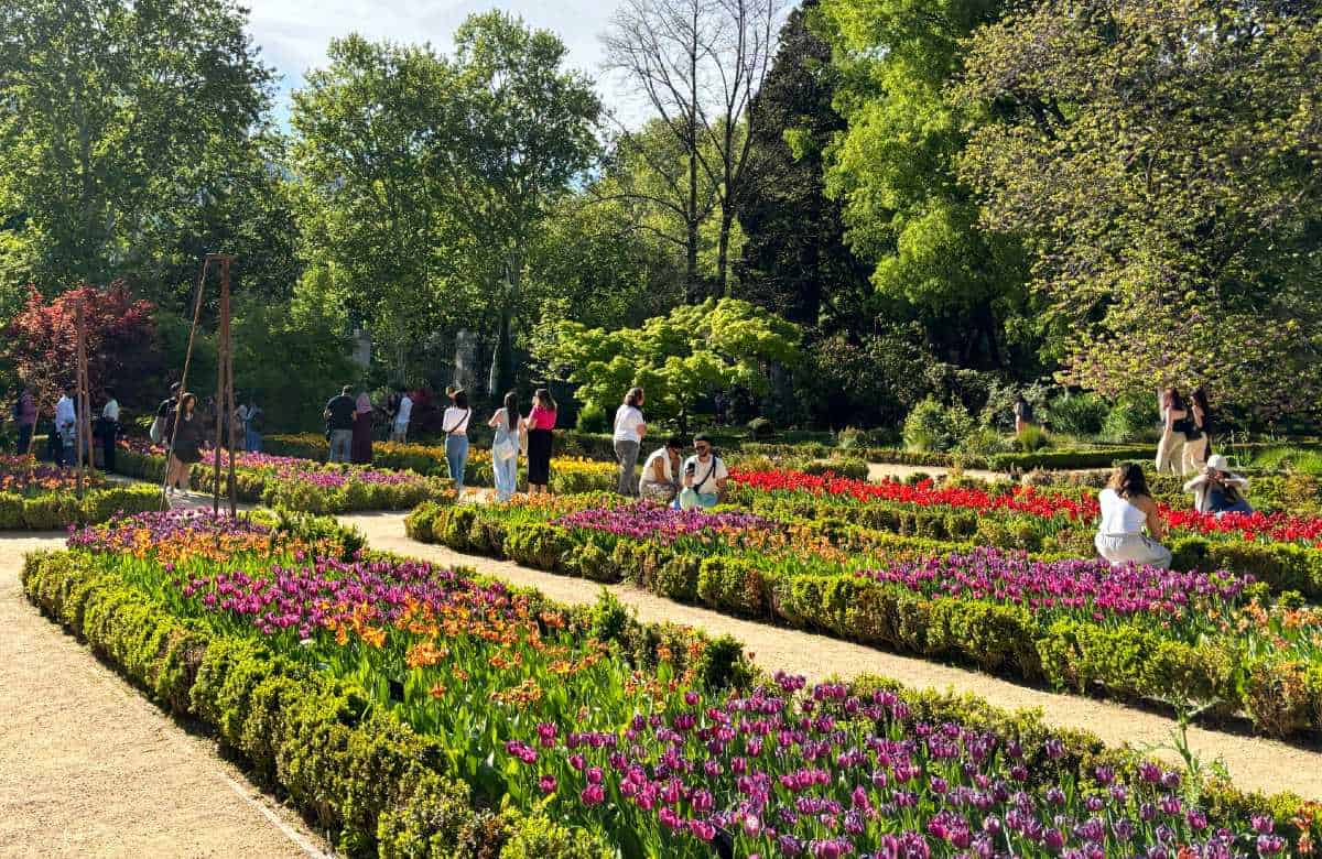 Fioritura primaverile dei tulipani nella Terraza de los Cuadros del Real Jardín Botánico di Madrid